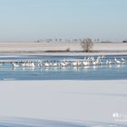 Plothener Teich im Winter