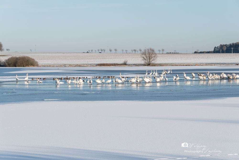 Plothener Teich im Winter Foto & Bild tiere, wildlife, wild lebende