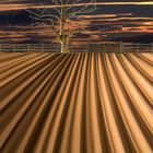 ploughed field simulation