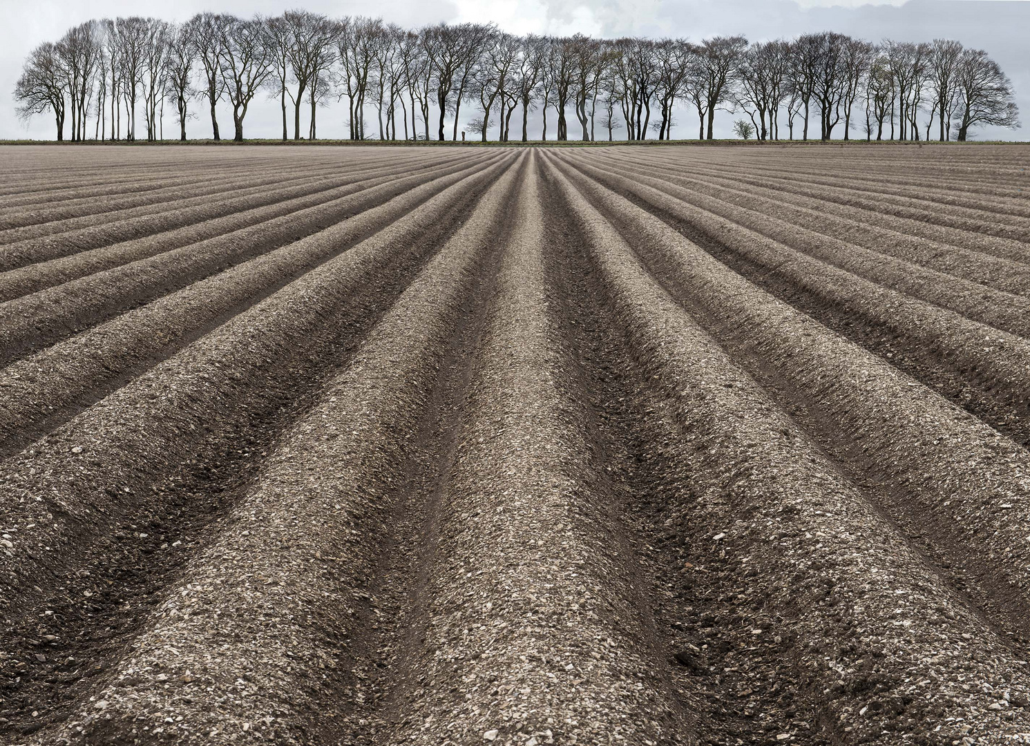 ploughed field with beech trees 