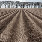 ploughed field with beech trees 