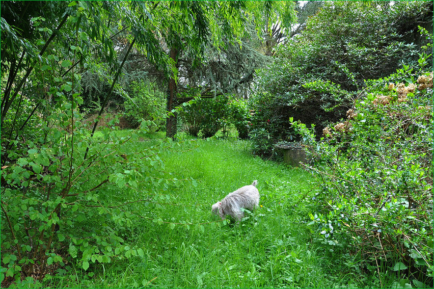 Plouray-Garten mit Tygris