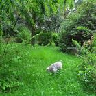 Plouray-Garten mit Tygris