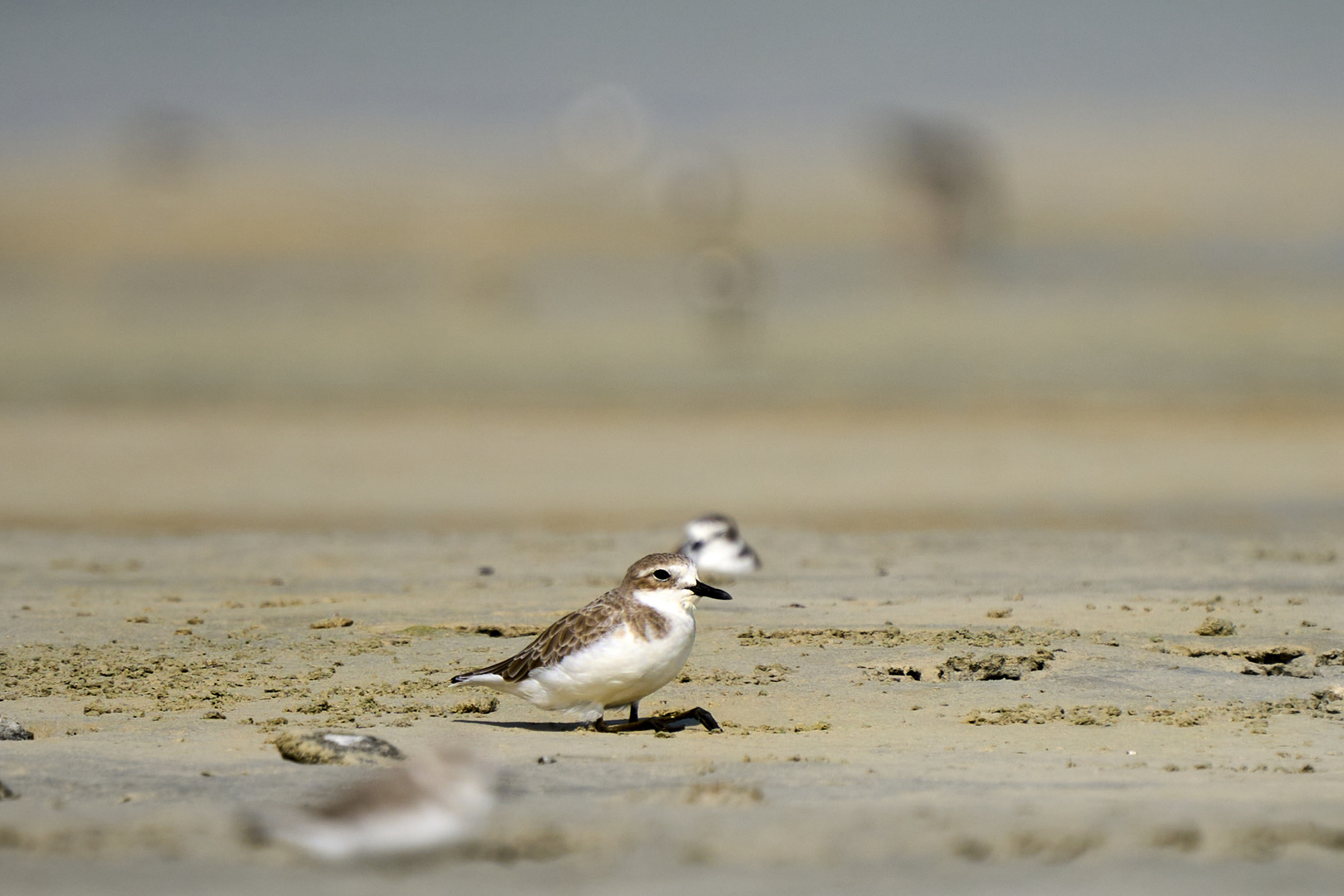 Plover