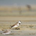 Plover