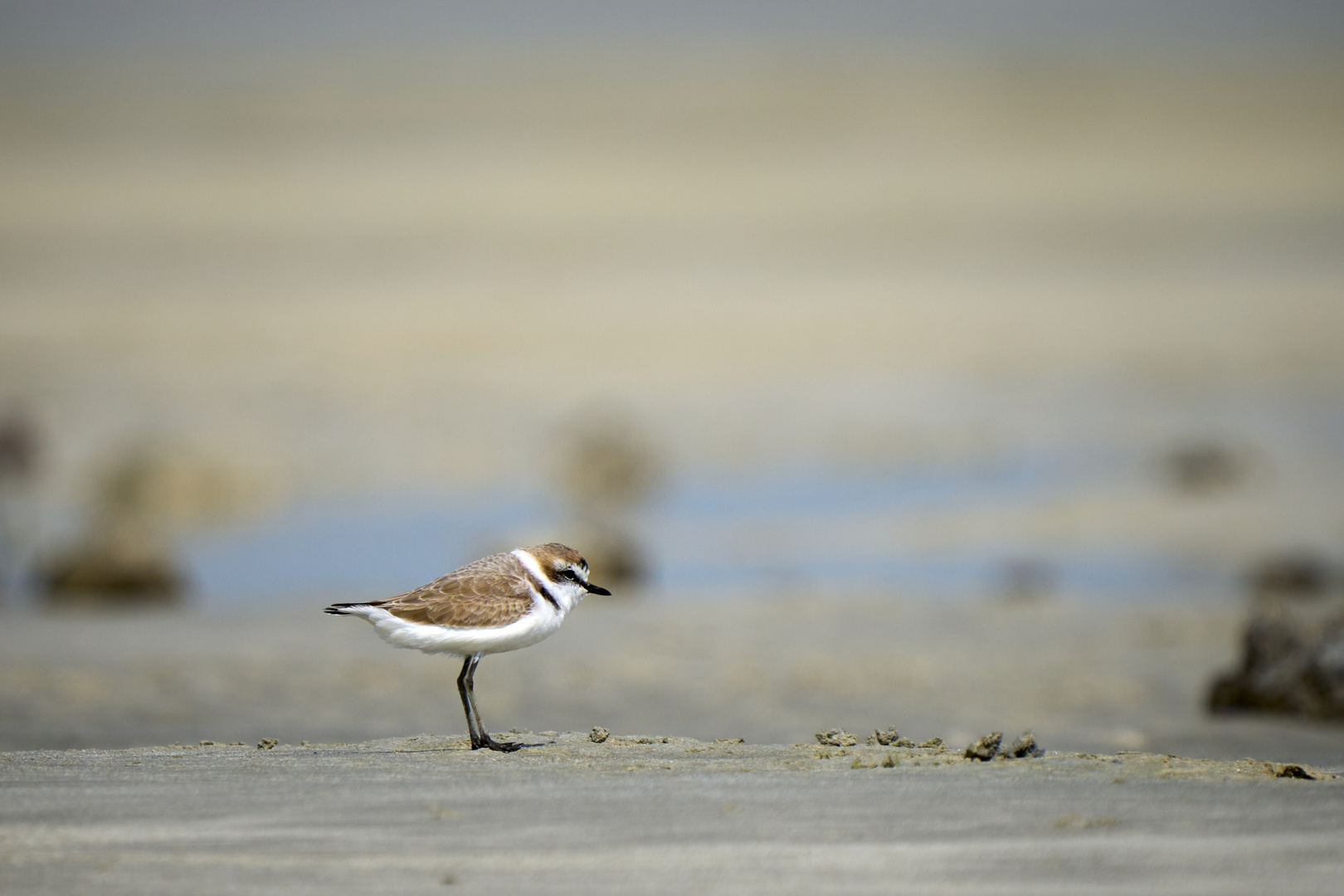 Plover