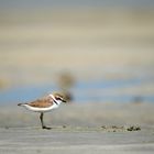 Plover