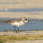 Plover 