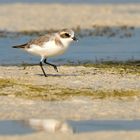 Plover 