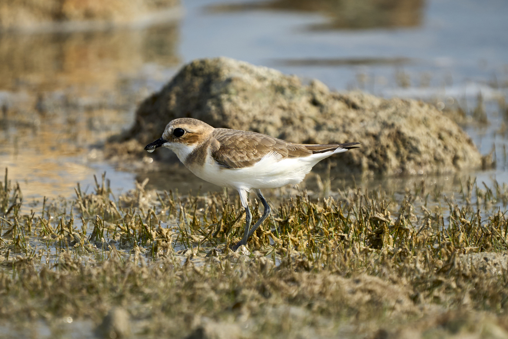 Plover 