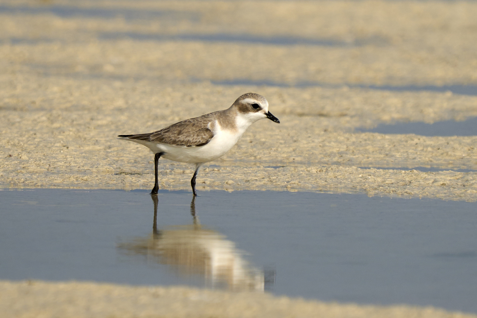 Plover 