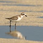 Plover 