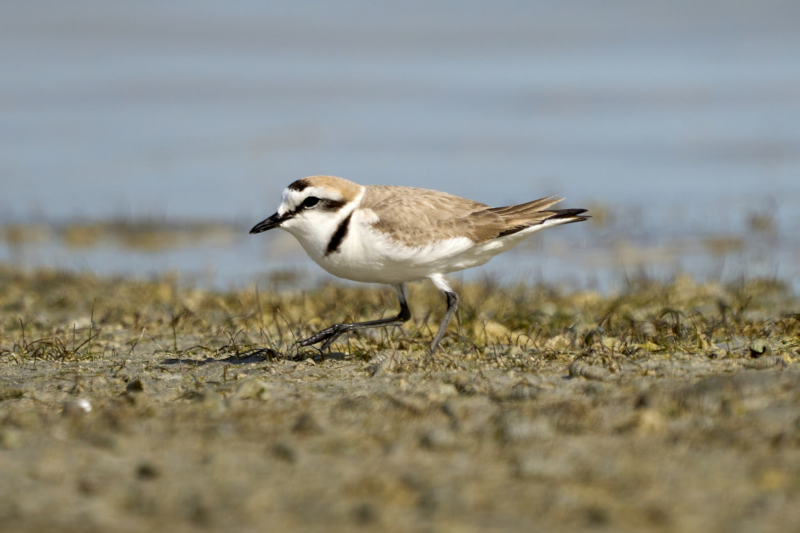 Plover