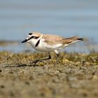 Plover