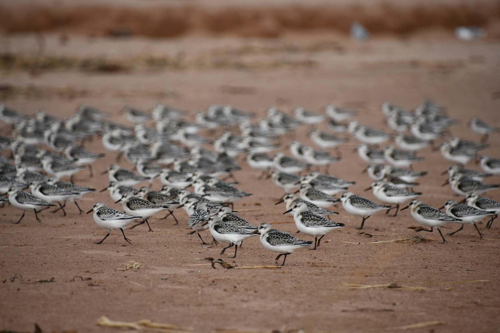 Plover / Pfeifer in Nova Scotia