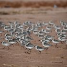 Plover / Pfeifer in Nova Scotia