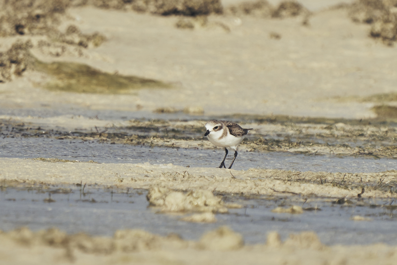 Plovers' world 