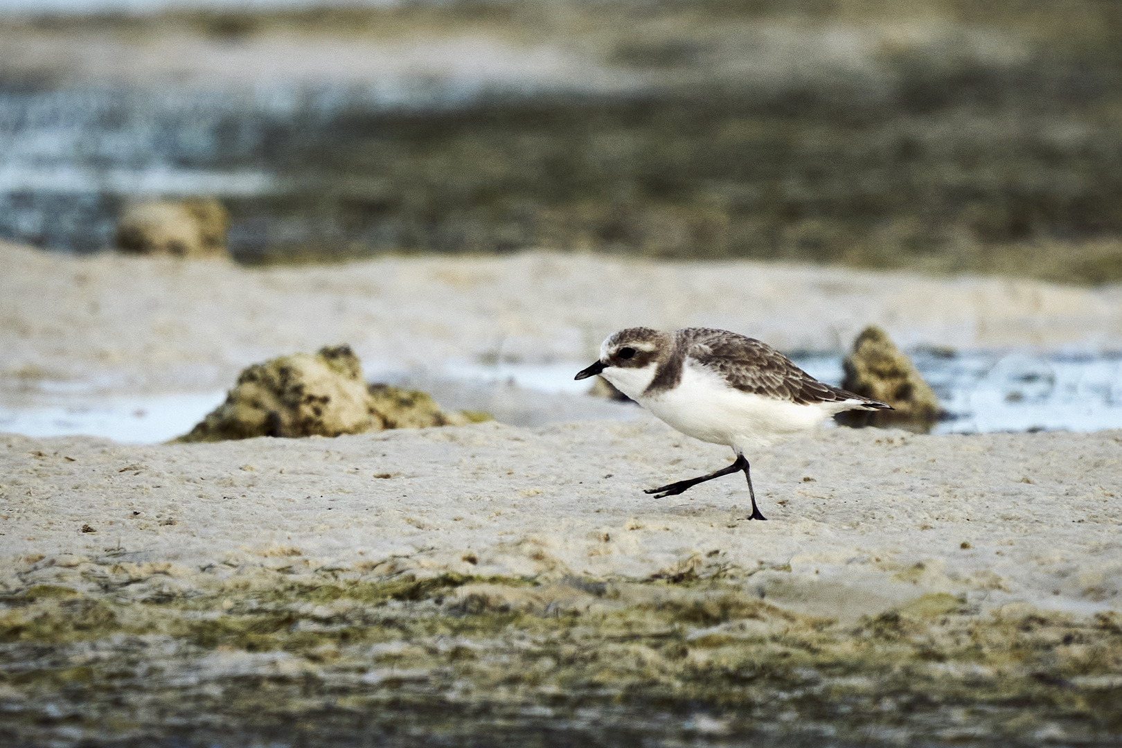 Plovers' world 