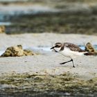 Plovers' world 