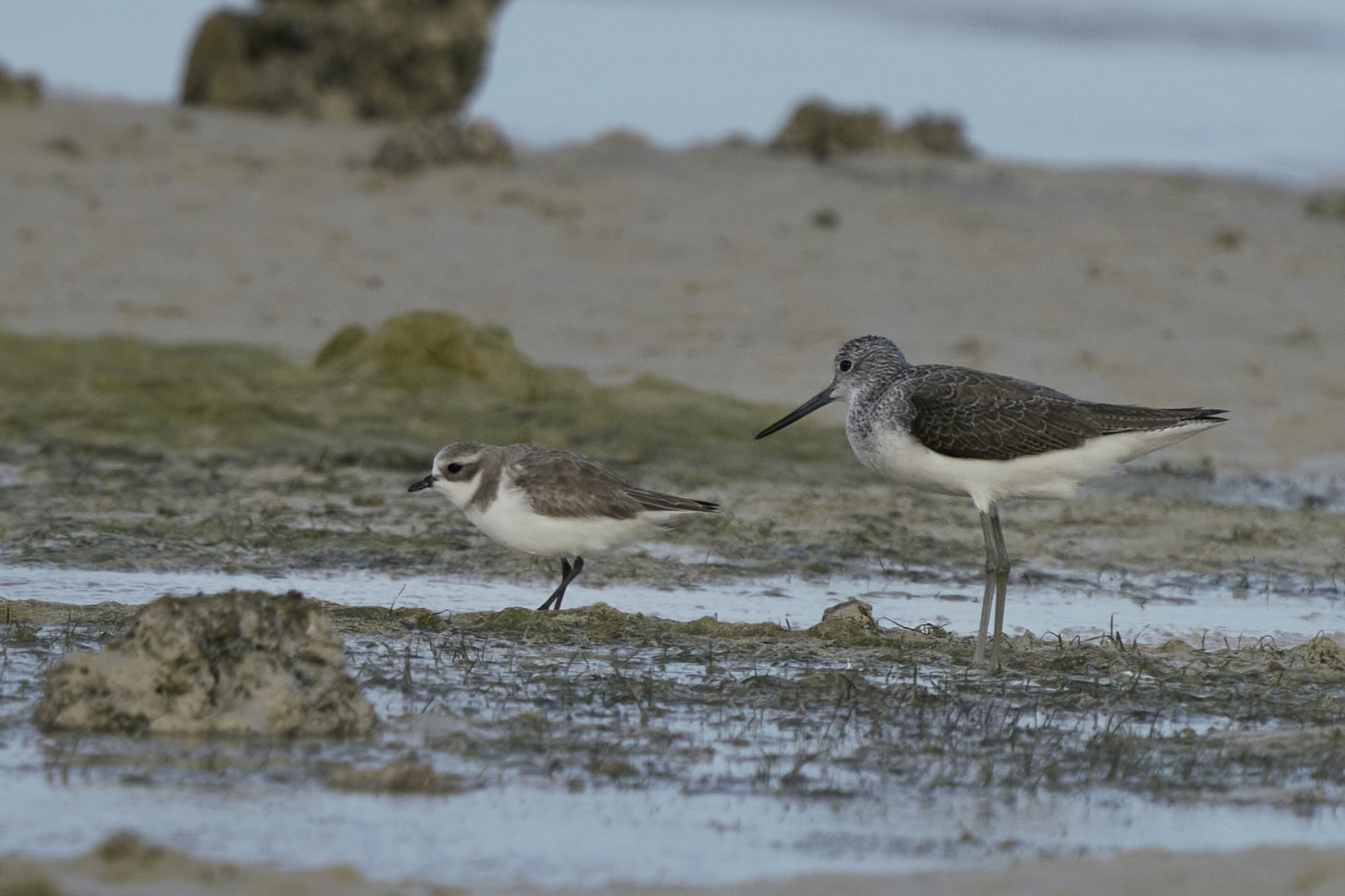 Plovers' world 