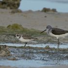 Plovers' world 