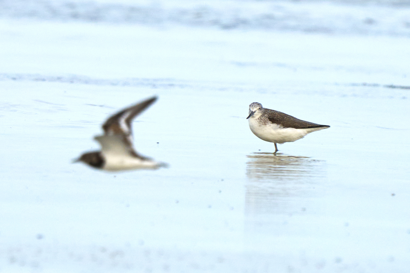 Plovers' world 