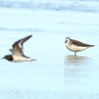 Plovers' world 