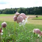 Pluderhosen im Wind