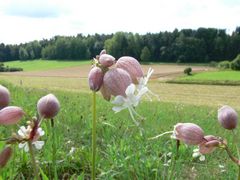 Pluderhosen im Wind