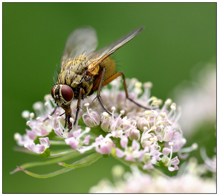 Plümche mit Fliege