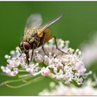 Plümche mit Fliege