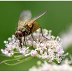 Plümche mit Fliege