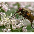 Plümche mit Fliege