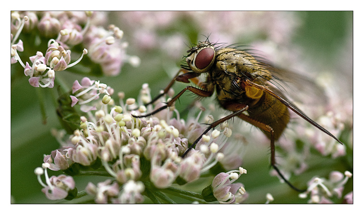 Plümche mit Fliege