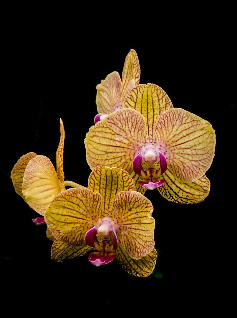 Plümchen (auch Orchidee genannt)