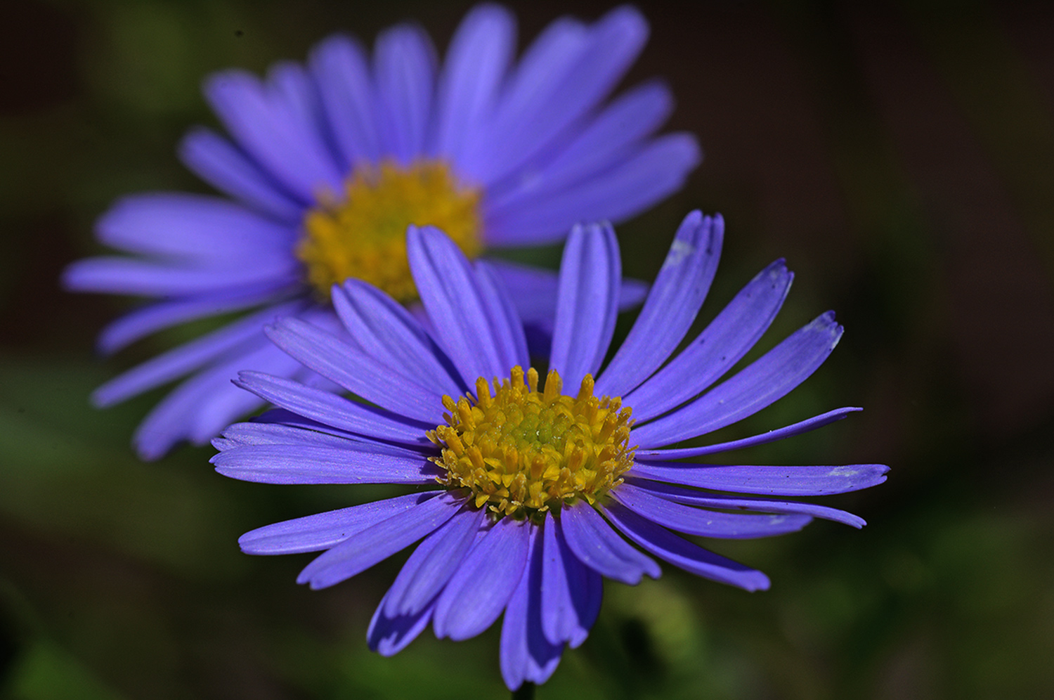 Plümchen aus Käthes Garten