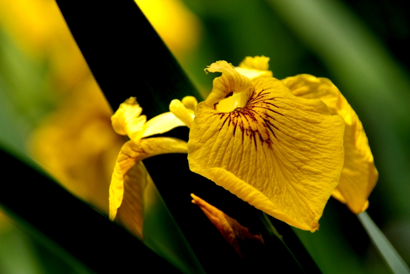 Plümchen aus meinem Garten