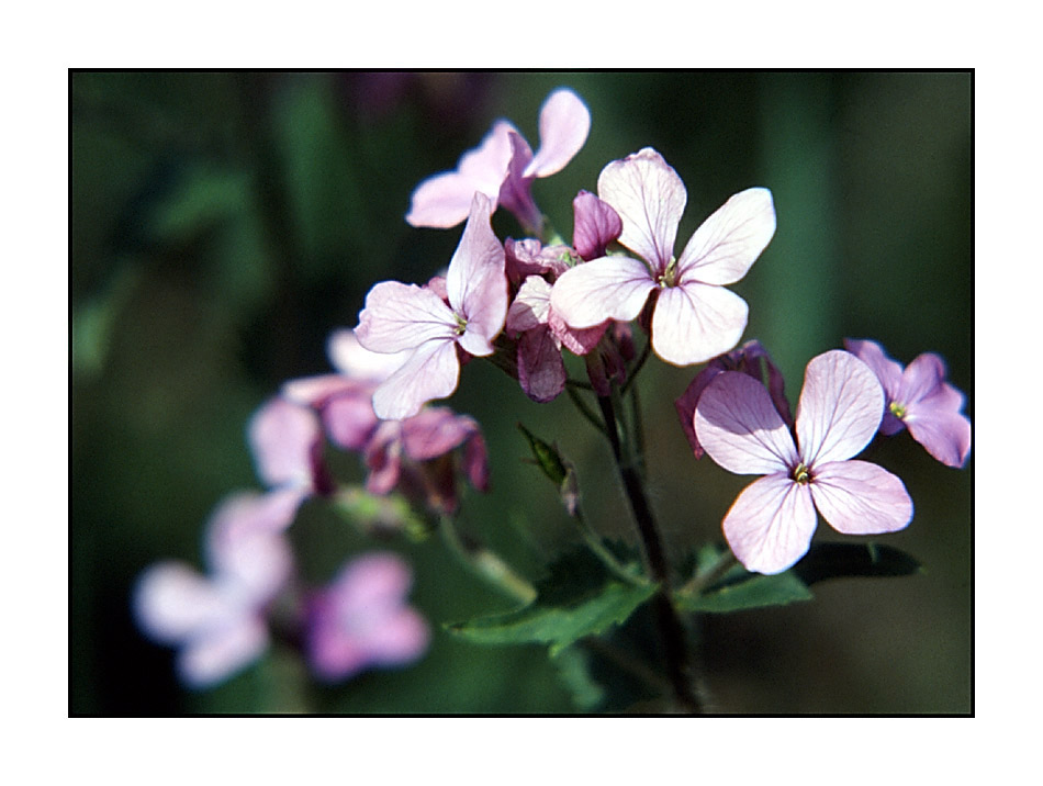 Plümchen in A-Minor