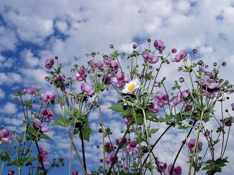 Plümchen vorm Himmel