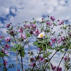 Plümchen vorm Himmel