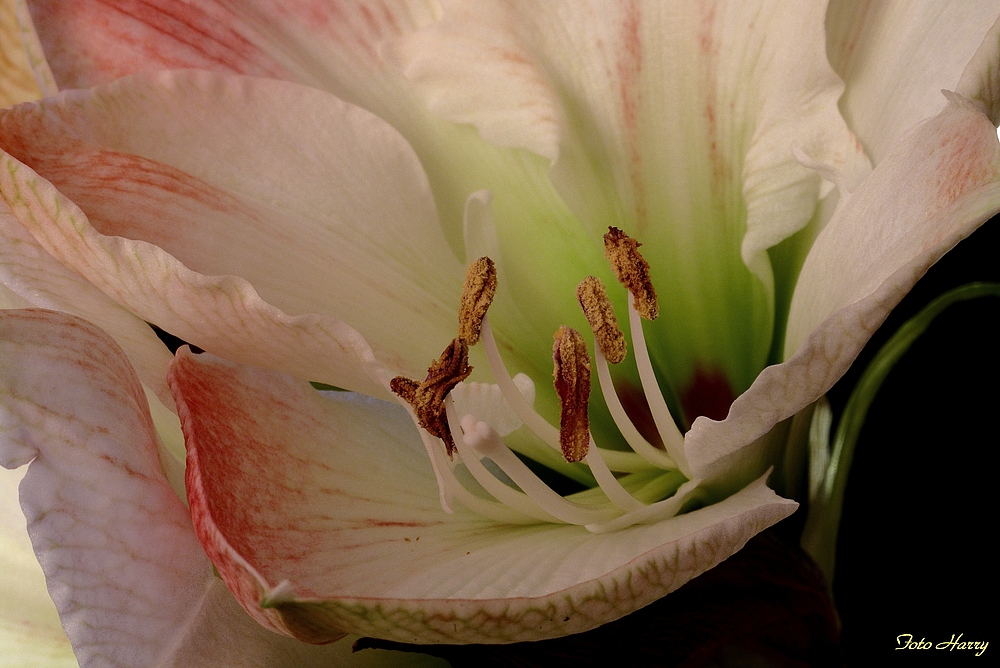 "Plümchenblick" .. Amaryllis