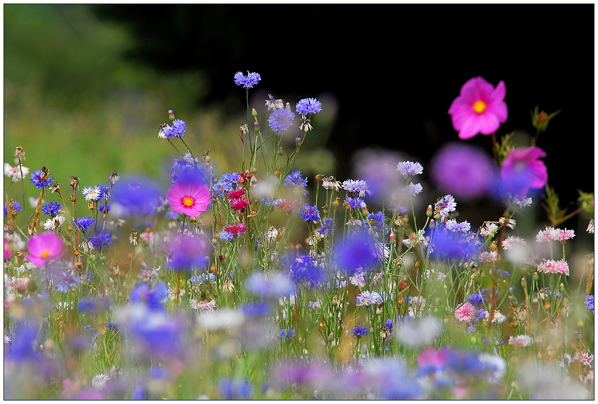 Plümchenwiese...Flowermaddow