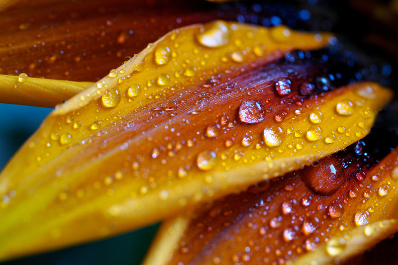 Plümsche im Regen