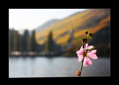 Plümschen am Rhein schaut auf den Wein