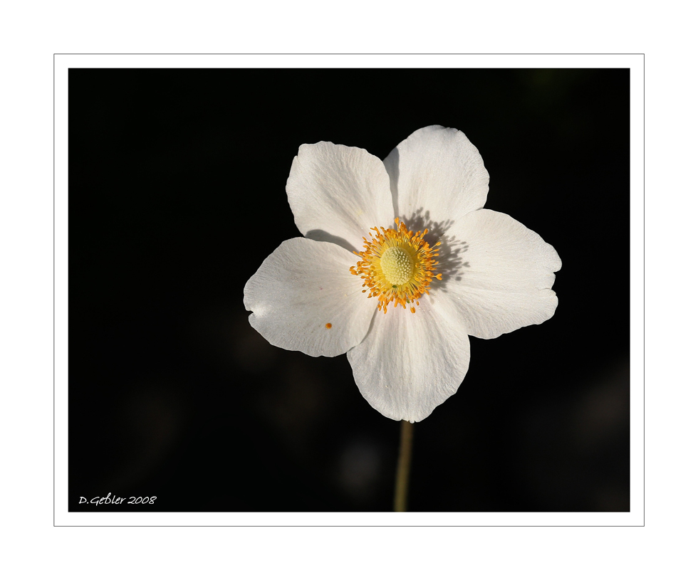 Plümschen (Anemone)