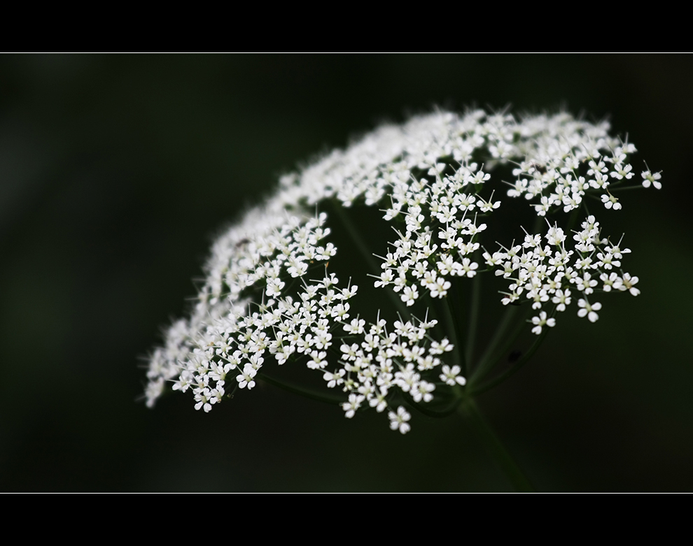 Plümschenfotografie