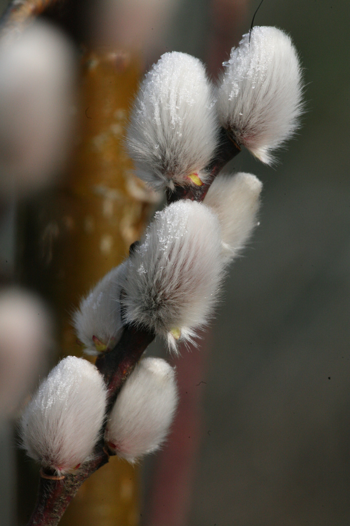 plüschblumen