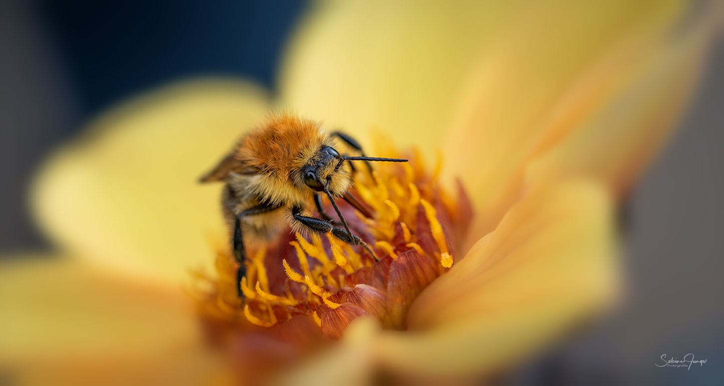 Plüschhummel