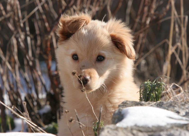 Plüschhund