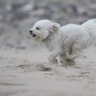 Plüschi am Strand...